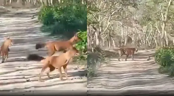 wolf and tiger