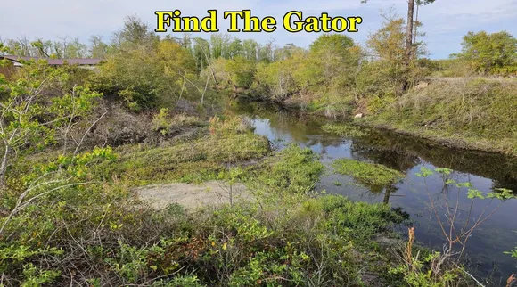 Gator 