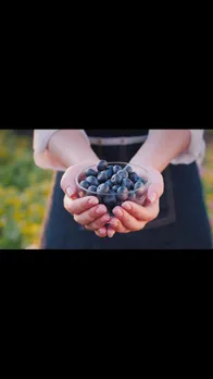  blueberry