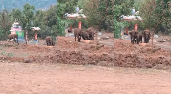 elephants drinking water