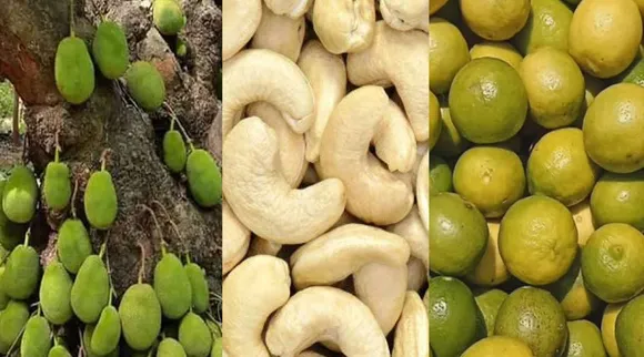 geographical indication 