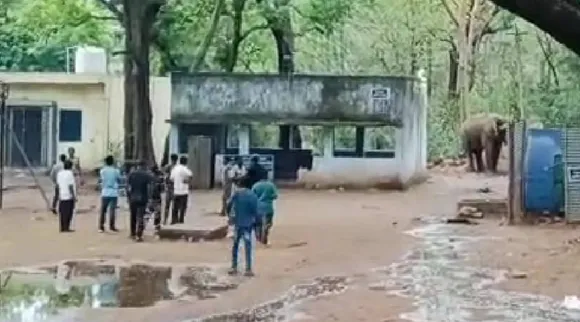யானை துரத்தும் வீடியோ 