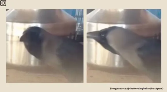 talking crow