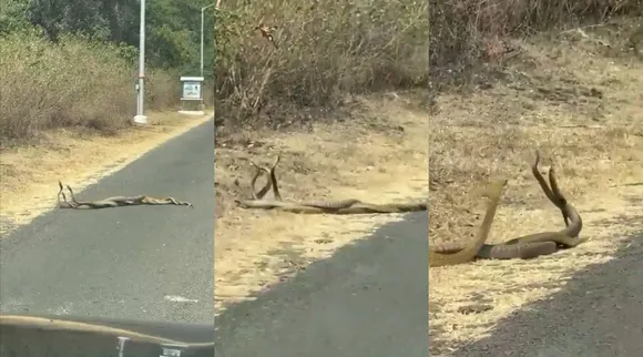 snakes
