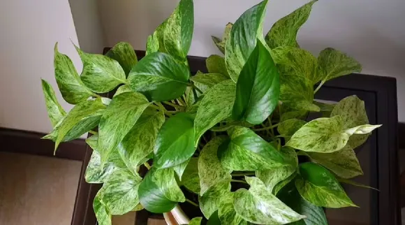 Plants
