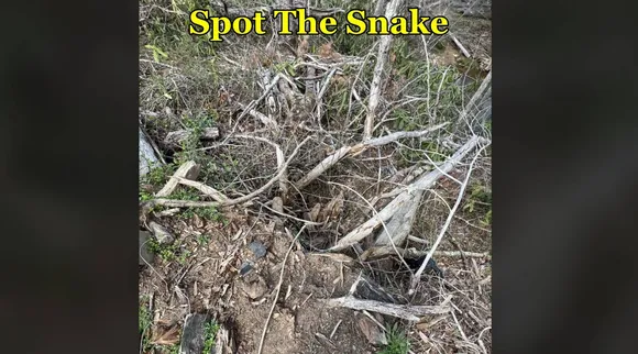 Snake