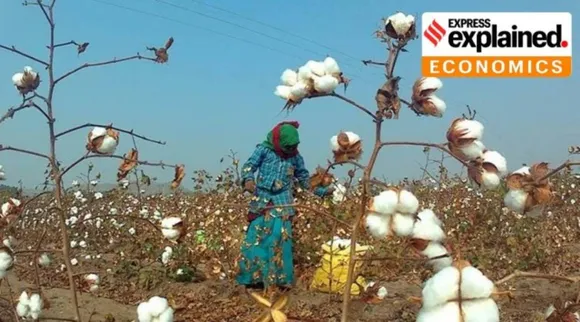cotton field