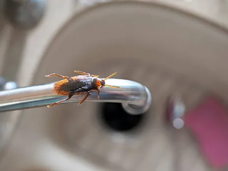 cockroaches