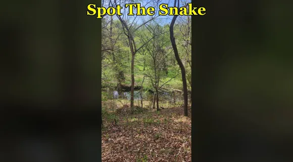 snake