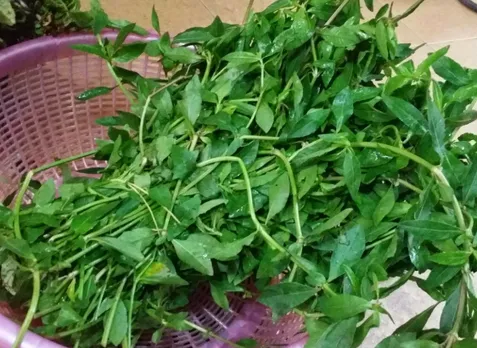 ponnanganni keerai