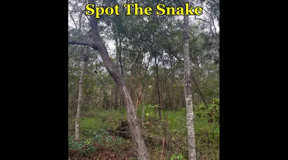 snake