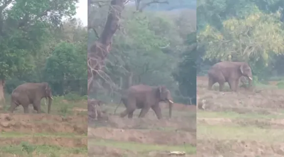 kovai elephants