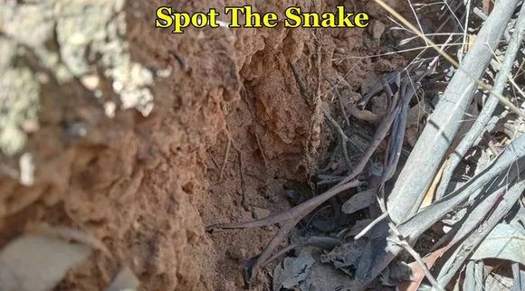 snake