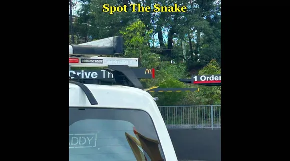 snake