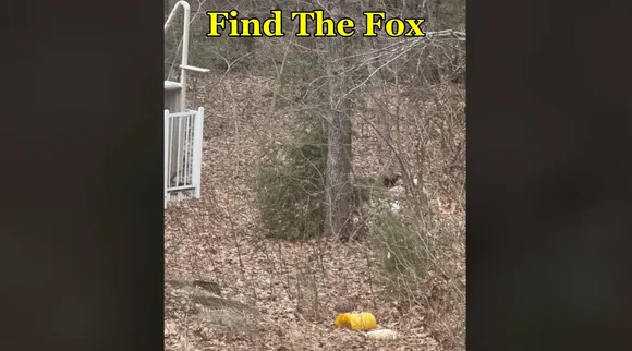 fox