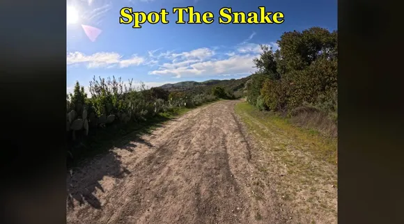 snake