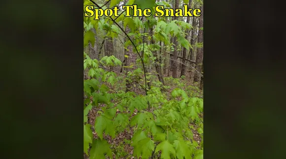 snake