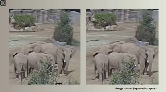 elephants