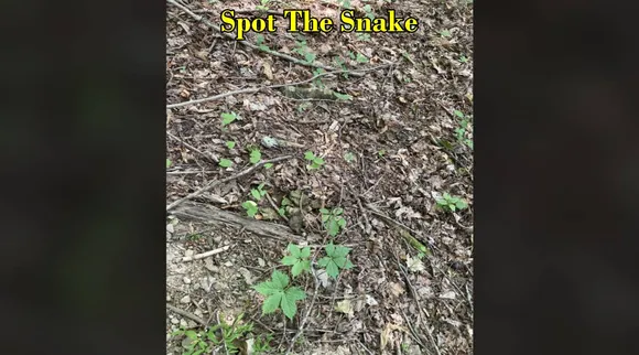 snake