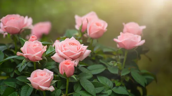 rose
