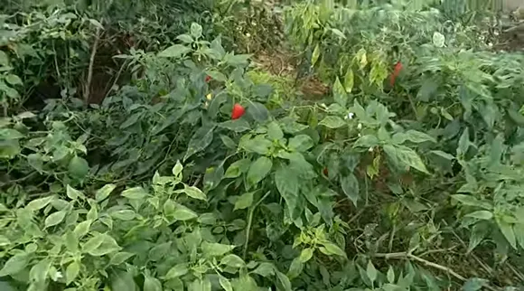 Chilli Chedi