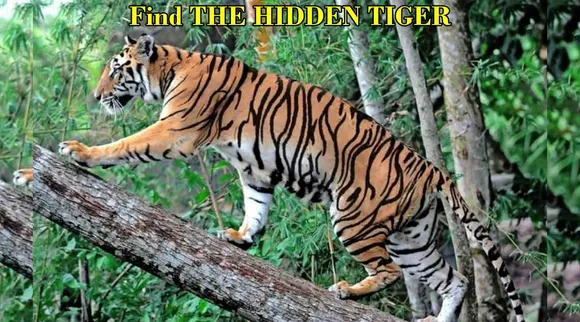 tiger