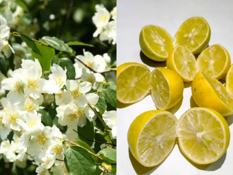 jasmine and lemon