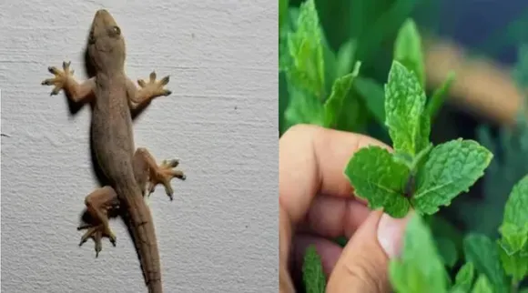 Lizard repellent