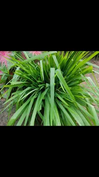 lemongrass