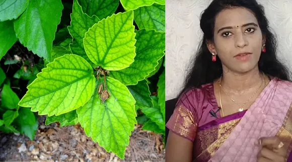 Hibiscus leaves
