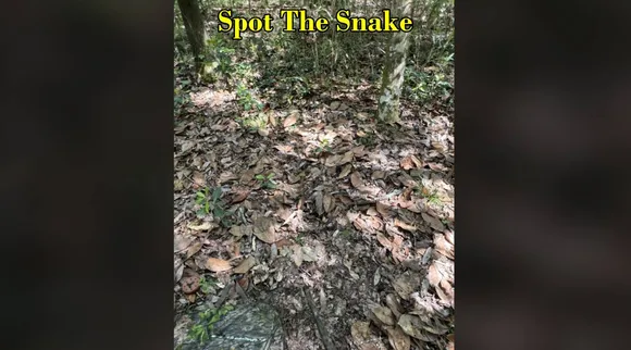 snake