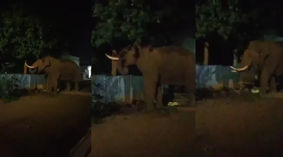 mettu elephant