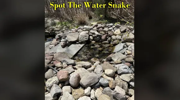 Water Snake