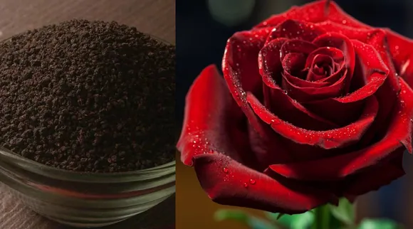 Rose tea powder