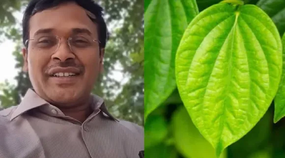 Betel leaf