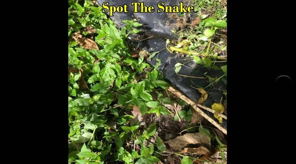 snake