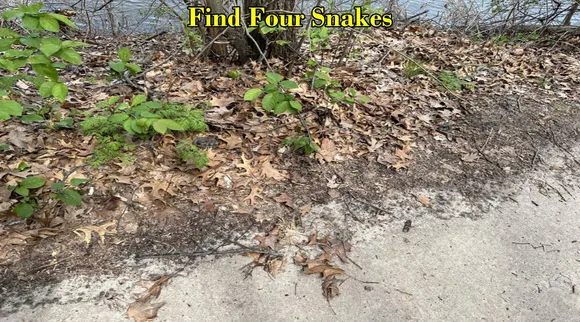 snakes