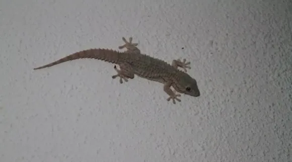 lizards