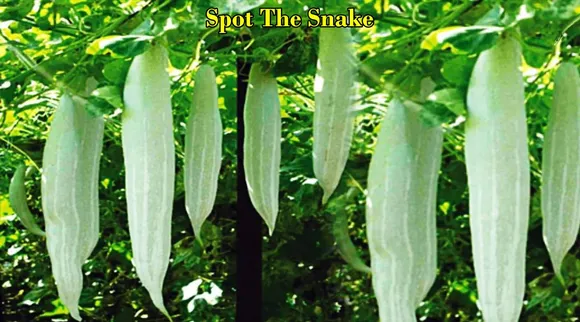 snake