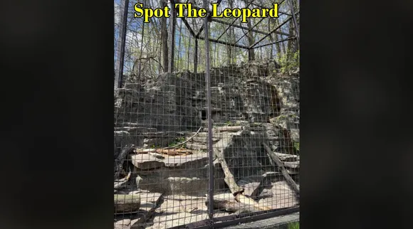 leopard