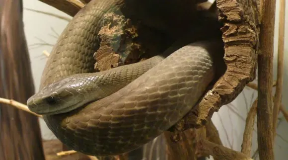 black mamba