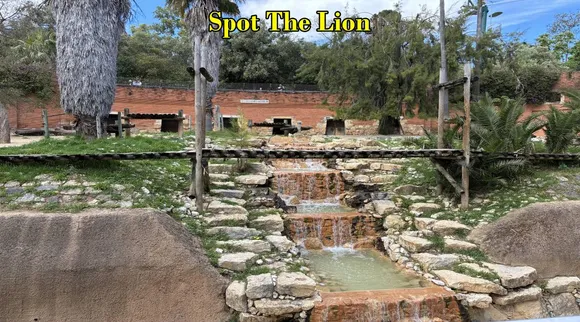 lion