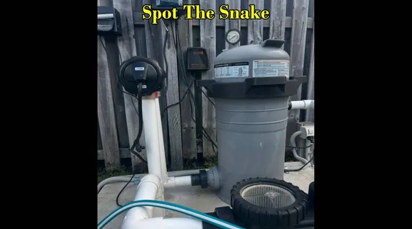snake