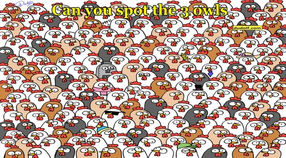 owl