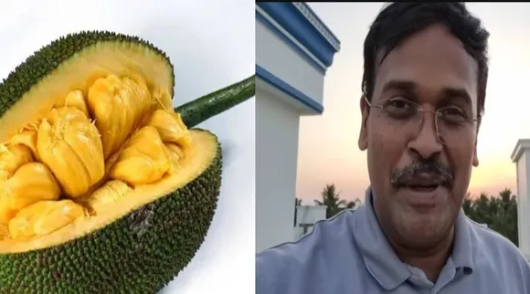 பலாப்பழம் 
