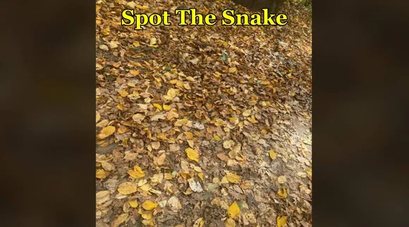 snake