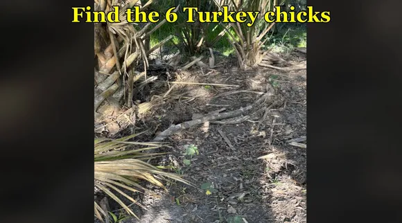 Tukey