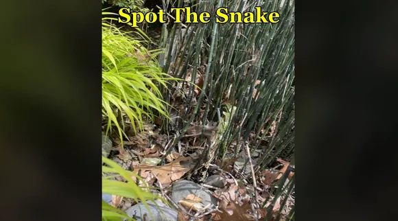 Snake