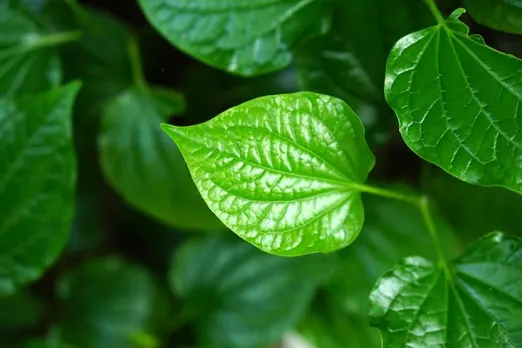 betel leaf