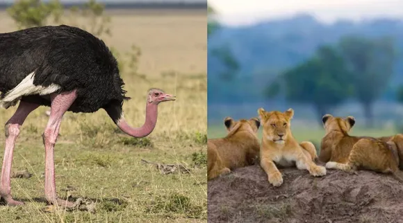 Ostrich and lion